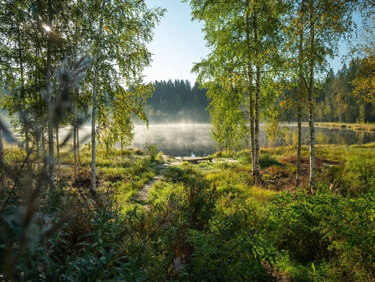 Пейзажная фотография лесного озера в утреннем свете